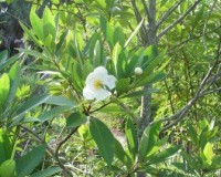 gordonia lasianthus 9-10ar.jpg